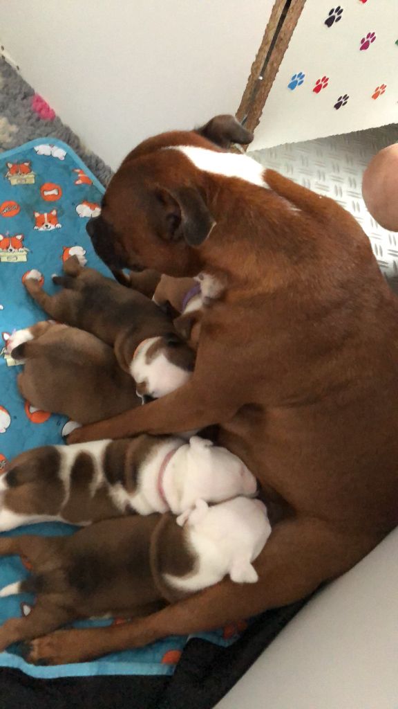 chiot Staffordshire Bull Terrier Des Dunes De Valenpierre